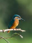 Kingfisher (Alcedo atthis)