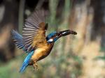 Kingfisher (Alcedo atthis)