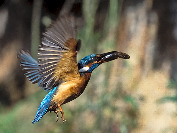 Ledňáček říční (Alcedo atthis)