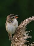 Sedge Warbler (Acrocephalus schoenobaenus)