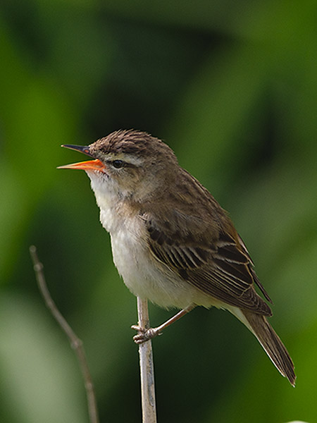 Rákosník proužkovaný (Acrocephalus schoenobaenus)