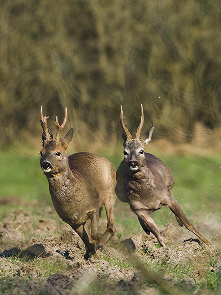  Srnec obecný ( Capreolus capreolus )