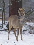  roe Deer ( Capreolus capreolus )