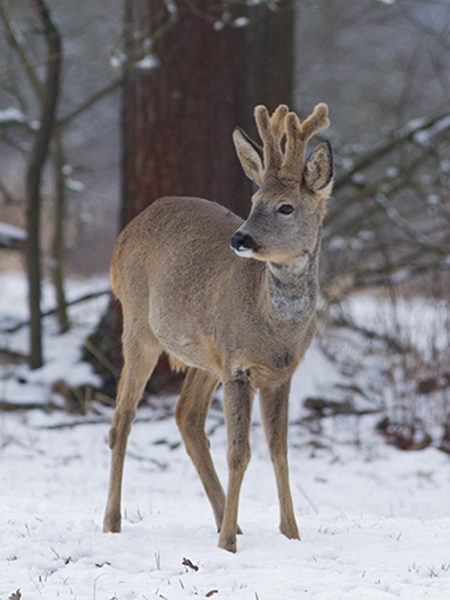 Srnec obecný ( Capreolus capreolus )