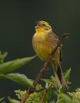 Strnad obecný (Emberiza citrinella)