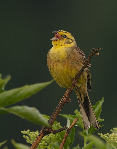 Strnad obecný (Emberiza citrinella)