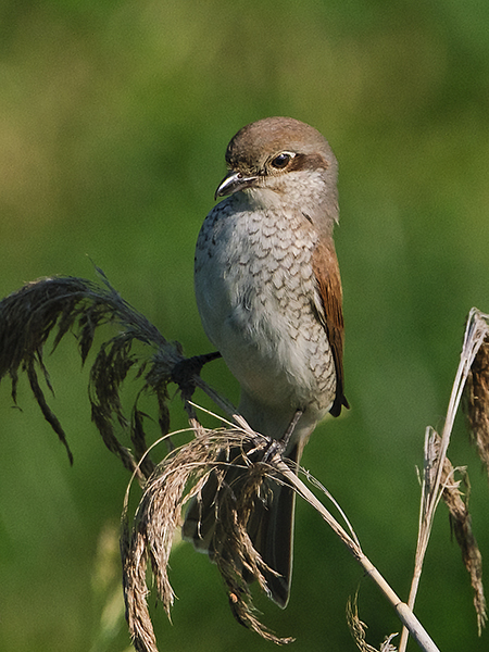 Red-backed Shrike (Lanius collurio)