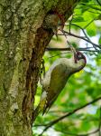 Green Wodpecker (Picus viridis)
