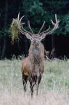 Red Deer (Cervus elaphus)