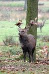 Sika deer (Cervus nippon nippon)