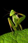 Kudlanka nábožná (Orantes mantis)
