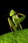 Kudlanka nábožná (Orantes mantis)