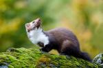 Beech Marten (Martes foina)