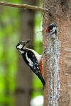 Great Spotted Woodpecker (Dendrocopos major)