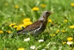 Drozd kvíčala (Turdus pilaris)