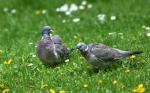 Holub hřivnáč (Columba palumbus)