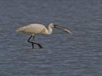 Spoonbill (Platalea leucorodia)