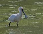 Spoonbill (Platalea leucorodia)