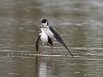 Black-winged Stilt (Himantopus himantopus)