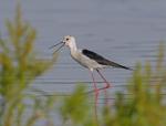 Black-winged Stilt (Himantopus himantopus)