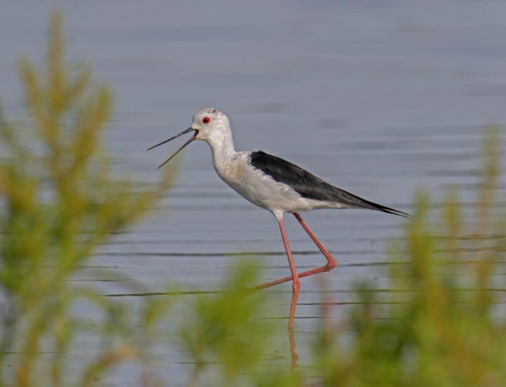 Pisila čáponohá (Himantopus himantopus)