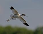 Pied Avocet (Recurvirostra avosetta)