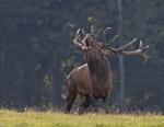 Jelen lesní (Cervus elaphus)