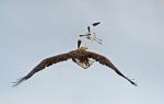  sea eagle ( Haliaeetus albicillus)