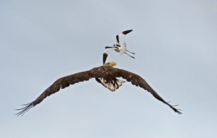  Orel mořský ( Haliaeetus albicillus)
