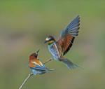 Vlha pestrá (Merops apiaster)