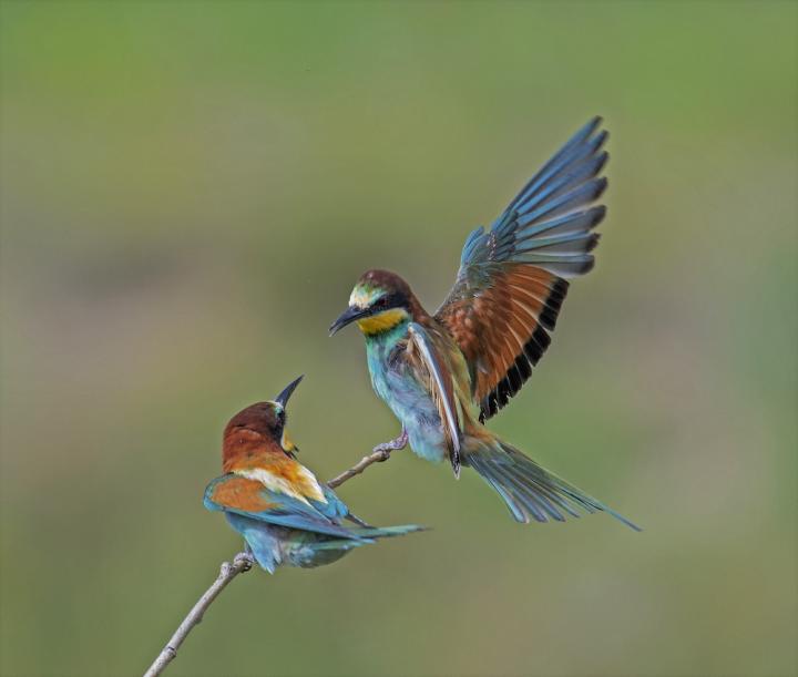 Vlha pestrá (Merops apiaster)