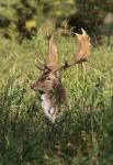 Fallow Deer (Dama dama)