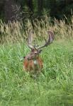 Fallow Deer (Dama dama)