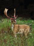 Fallow Deer (Dama dama)