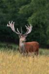 Red Deer (Cervus elaphus)