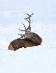 Red Deer (Cervus elaphus)