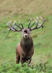 Red Deer (Cervus elaphus)