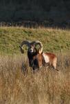 Mouflon (Ovis musimon)