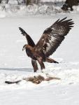 Golden Eagle  (Aquila chrysaetos)