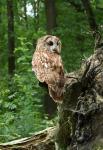 Tawny Owl (Strix aluco)