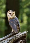 Barn Owl (Tyto alba)