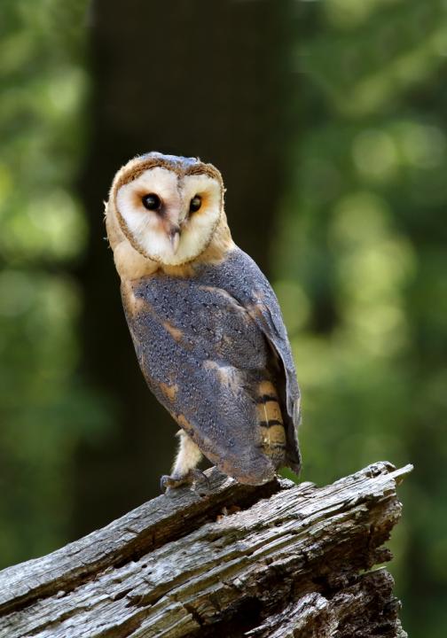 Sova pálená (Tyto alba)