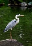 Grey Heron (Ardea cinerea)