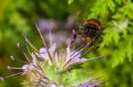 Čmelák zemní (bumblebee terrenum)