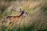 Red Deer (Cervus elaphus)