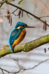 Kingfisher (Alcedo atthis)