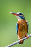 Kingfisher (Alcedo atthis)