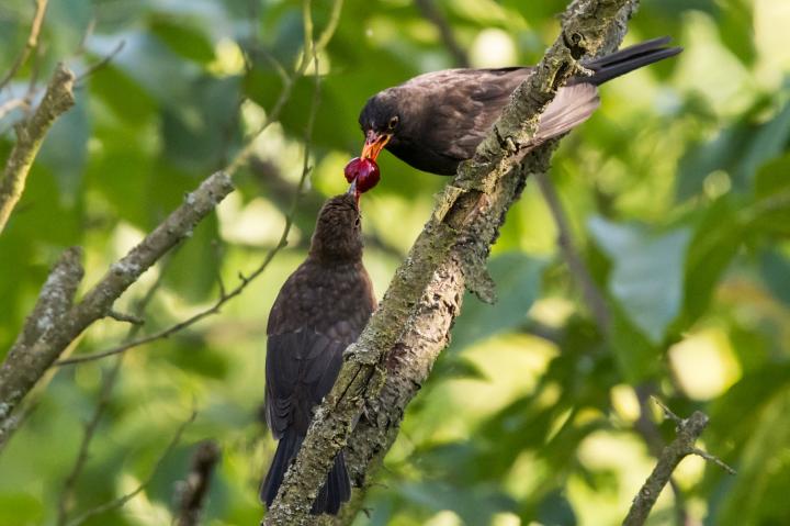 Kos černý (Turdus merula)