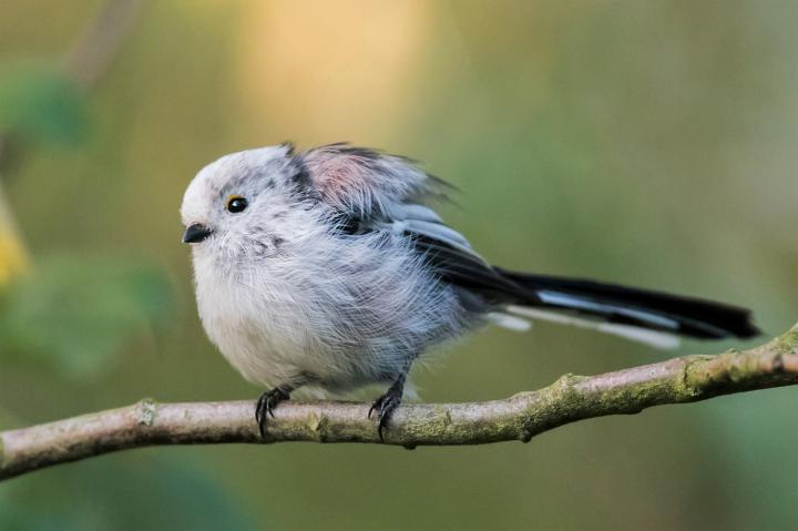 Mlynařík dlouhoocasý (Aegithalos caudatus)