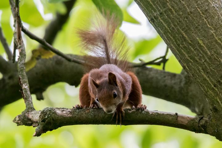 Veverka obecná (Sciurus vulgaris)
